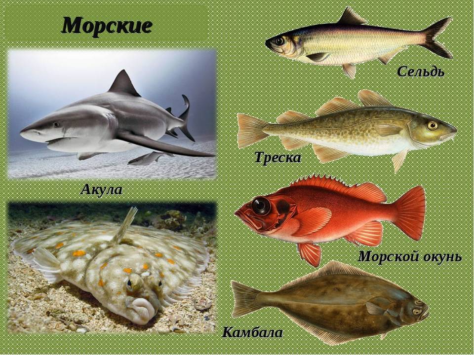 В чем разница между пресноводной и морской рыбой? - наука 2024