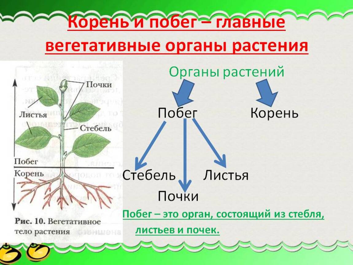 Видоизменения подземных побегов и корней