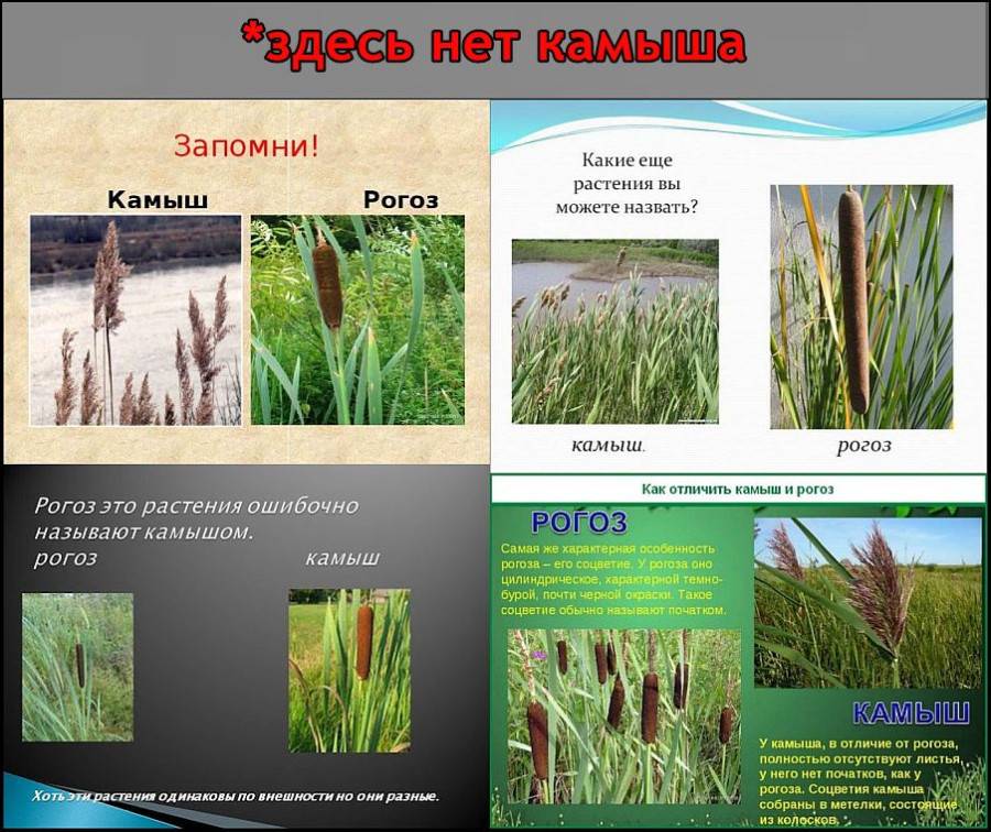 Где растет камыш и как он выглядит на самом деле и для чего нужен: фото и описание декоративной травы для сада