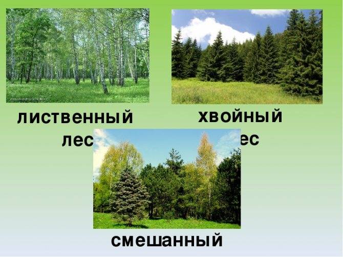 Экосистема смешанного, тропического леса: состав и характеристика