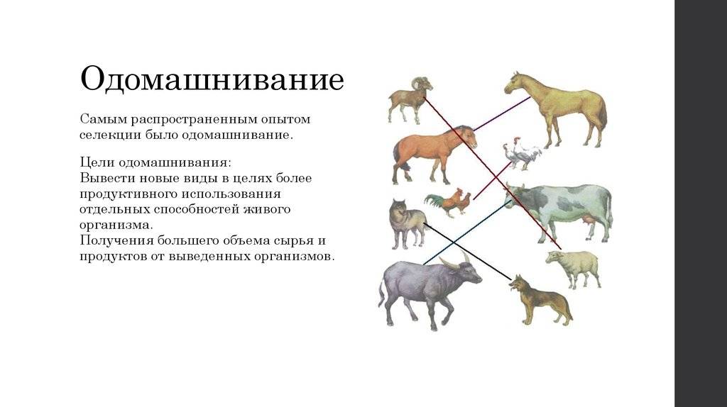 Дикие и одомашненные животные: почему одомашнивание не имеет ничего общего с опасностью домашних животных - экзотические питомцы 2024