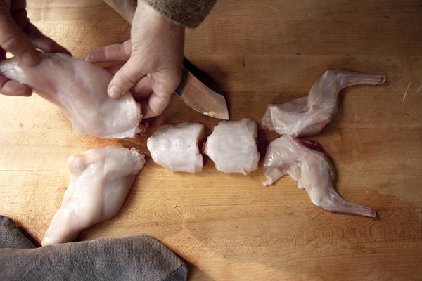 Чем домашние кролики отличаются от кошек. чем отделить шкуру от мяса шиншилл. как отличить мясо кролика от мяса кошки