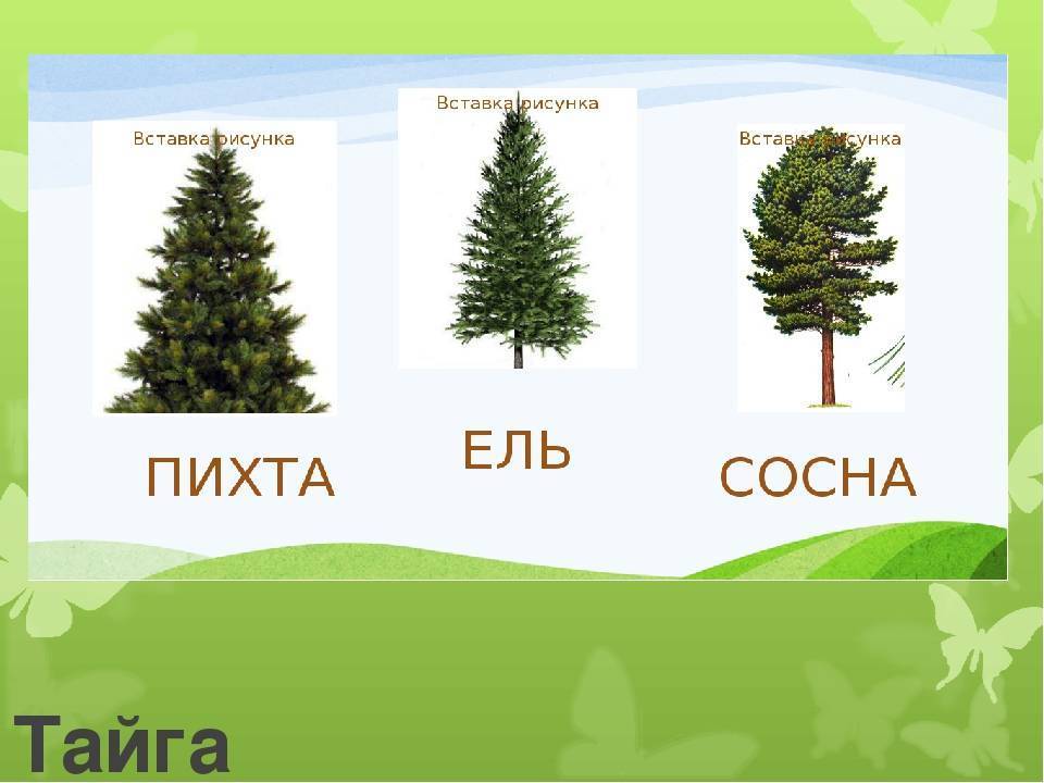 В чем разница между елью и сосной - разница между - 2024