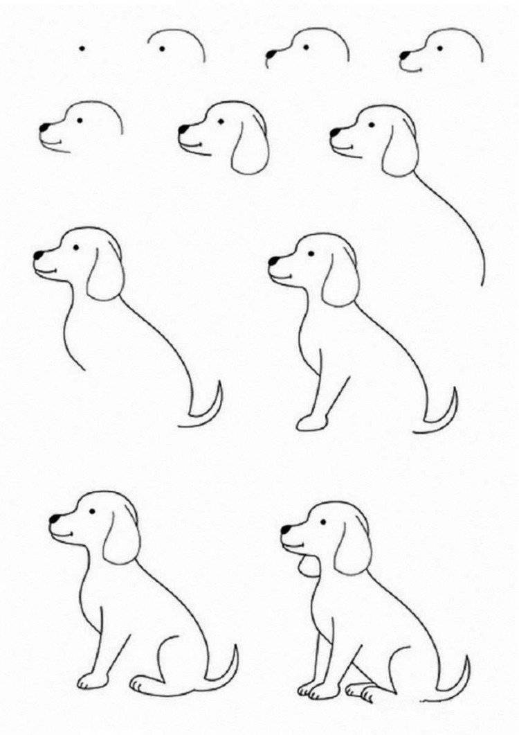 Как нарисовать собаку поэтапно карандашом легко и красиво