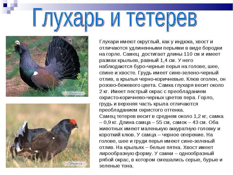 В чем разница между глухарем и тетеревом? - domkolgotok.ru