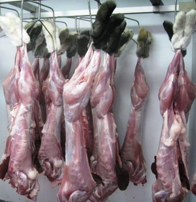 Можно ли кошкам есть кролика?