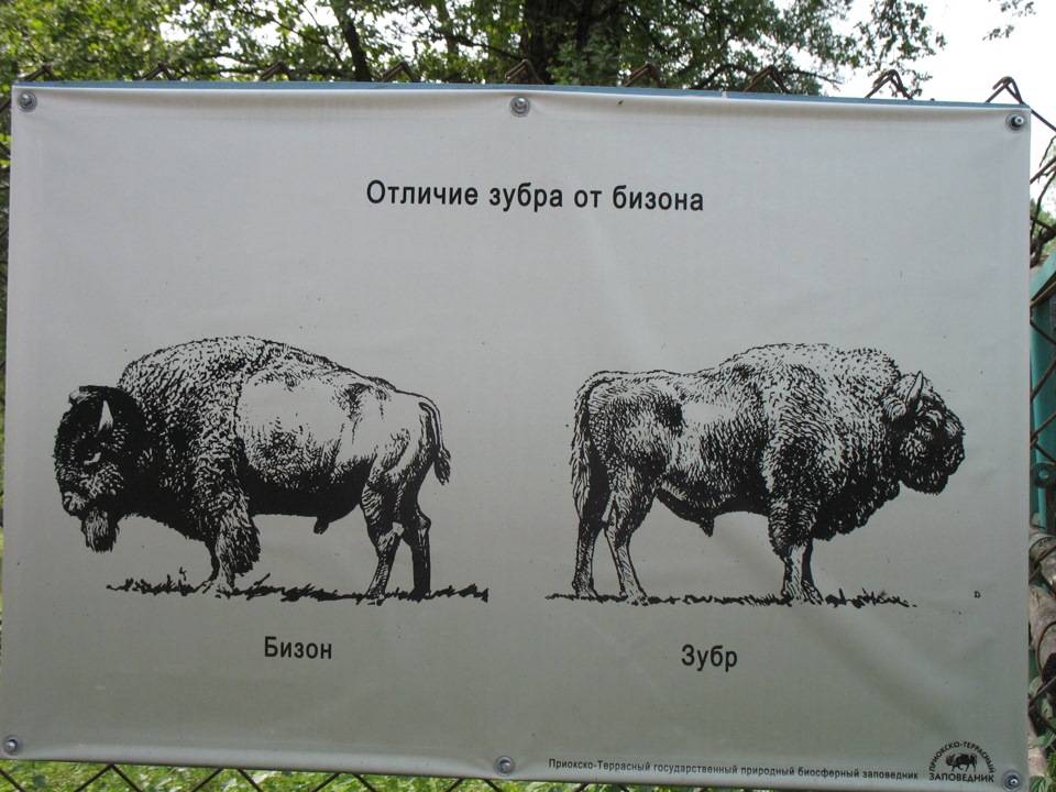Чем отличаются зубры и бизоны?