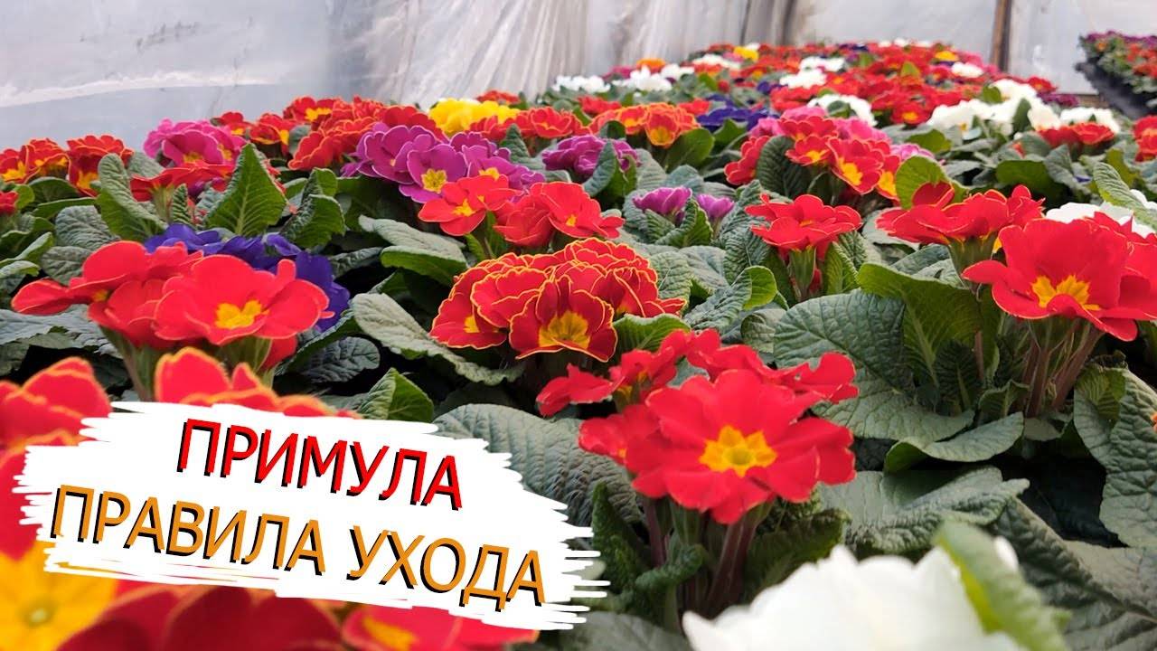 Примула комнатная: правила ухода в домашних условиях, размножение, цветение, фото