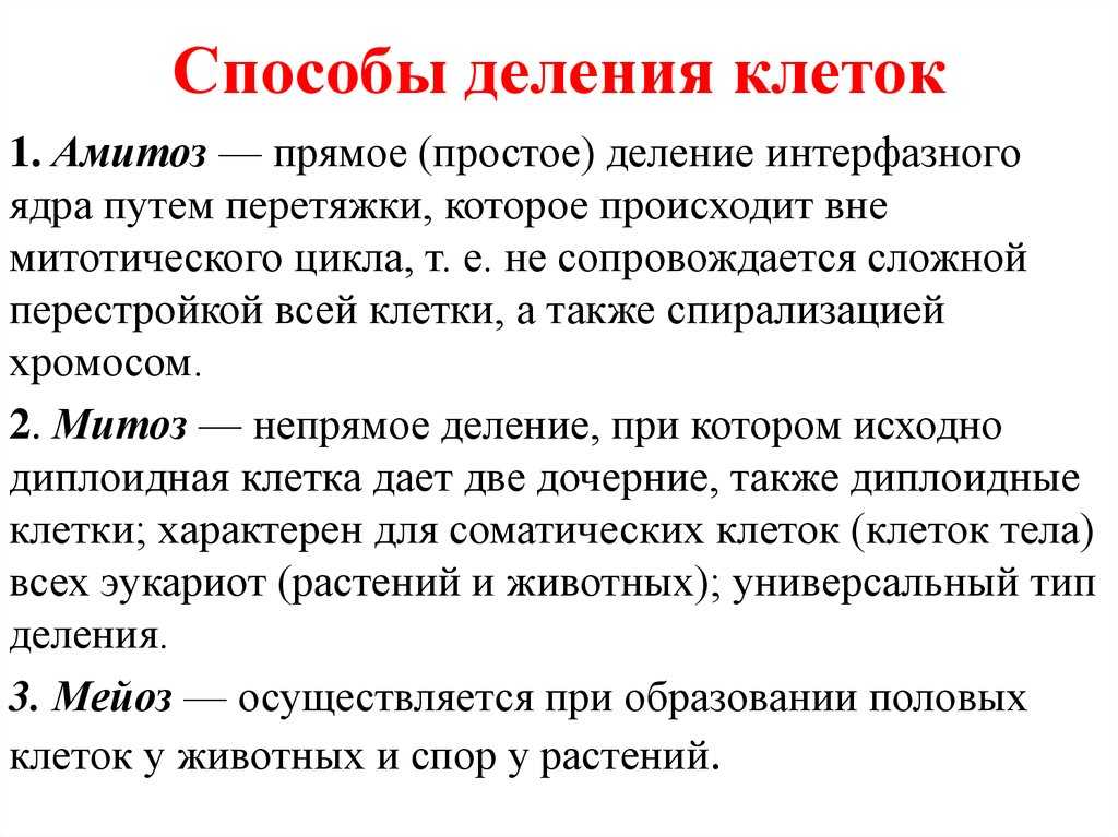 Разница между митозом и амитозом. амитоз - это что такое? один из способов деления клетки