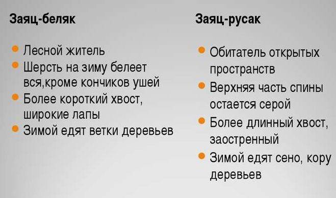 Заяц - виды, где живет, описание, окрас, чем питается, размножение
