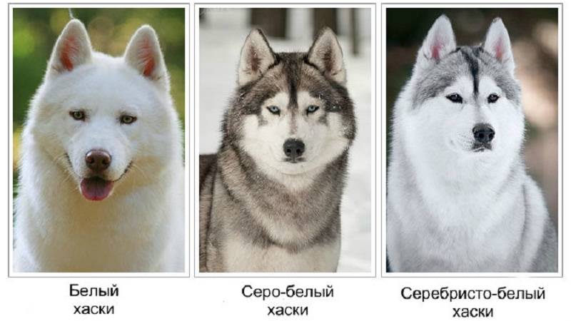 Отличия хаски и лайки | звери дома