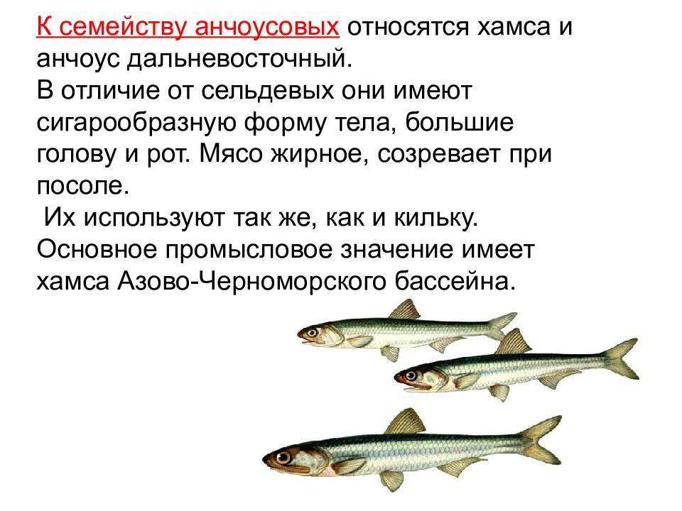 Килька – чем полезна, как приготовить в домашних условиях, как выбрать вкусную кильку в томатном соусе tea.ru