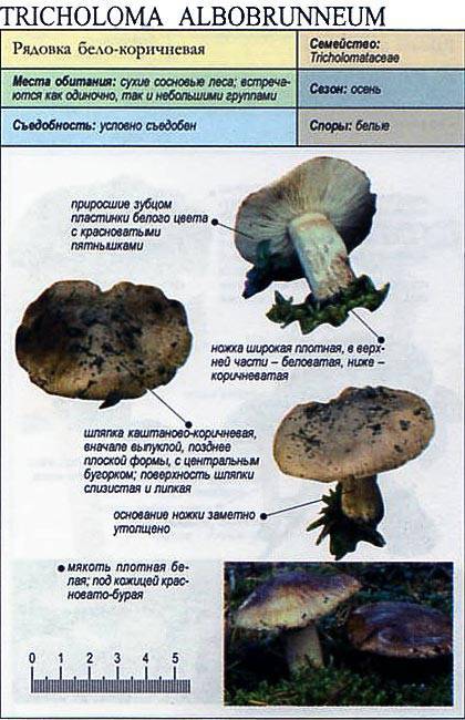 Гриб рядовка ядовитая - фото, описание, как отличить