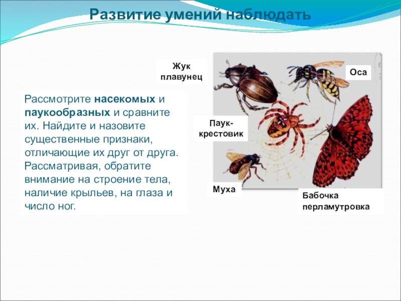 Отличия паука и насекомых