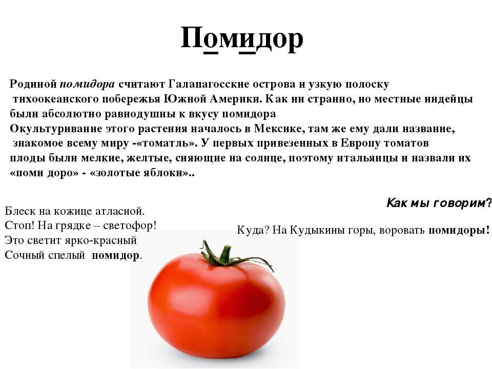 Помидор или томат как правильно называется этот овощ?