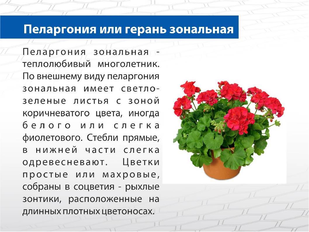 Тонкости ухода за пеларгонией (геранью)