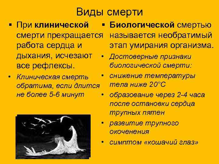 Виды смерти и причины смерти.