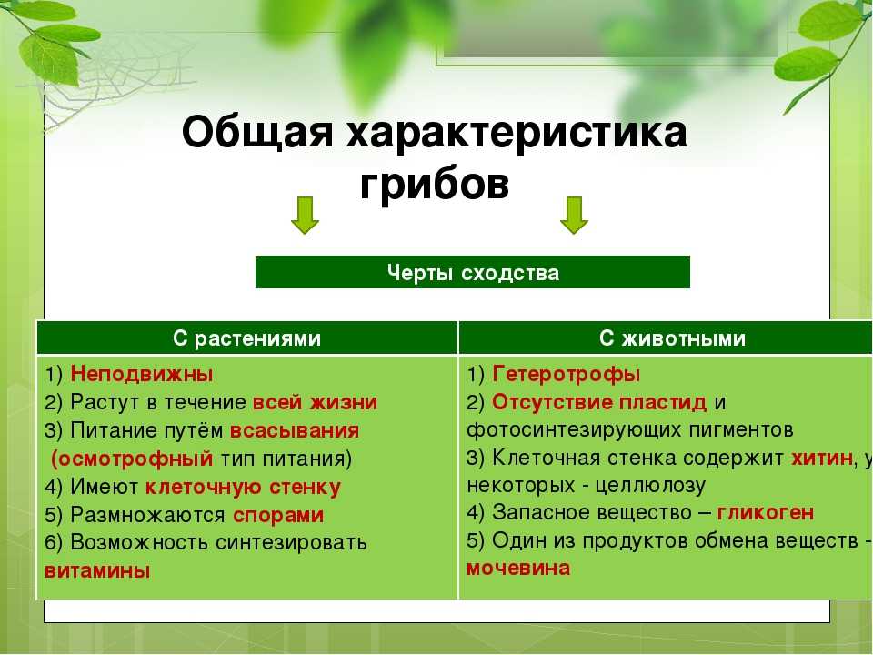 Почему бактерии относят к примитивной форме жизни и чем они отличаются от растений других организмов?