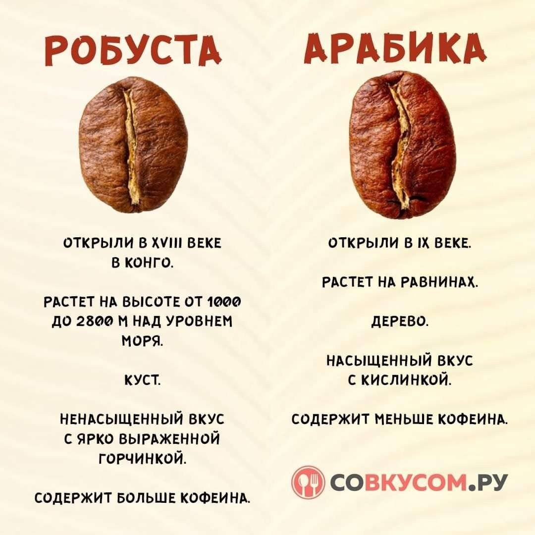 Робуста и арабика - различия сортов и как выбирать правильный кофе