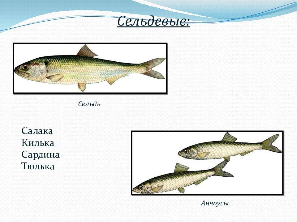 Чем отличается килька от тюльки. Анчоус и килька. Семейство сельдевых. Сельдевые рыбы. Килька и сельдь.