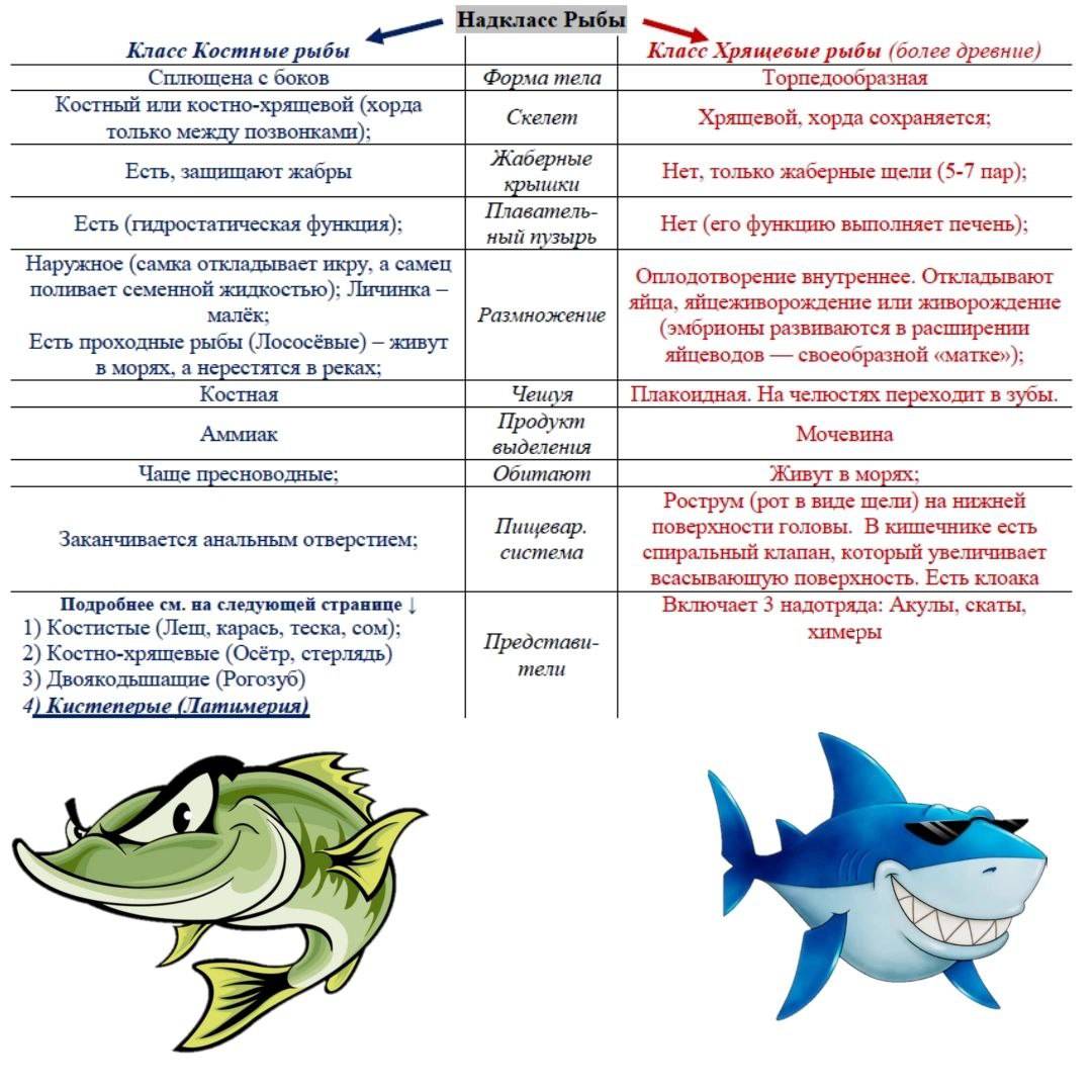 Сравнение классов рыб таблица. Рыбы характеристика биология ЕГЭ. Различия костных и хрящевых рыб таблица. Сравнительная таблица костных и хрящевых рыб 7 класс. Сравнительная характеристика класса костные и хрящевые рыбы.