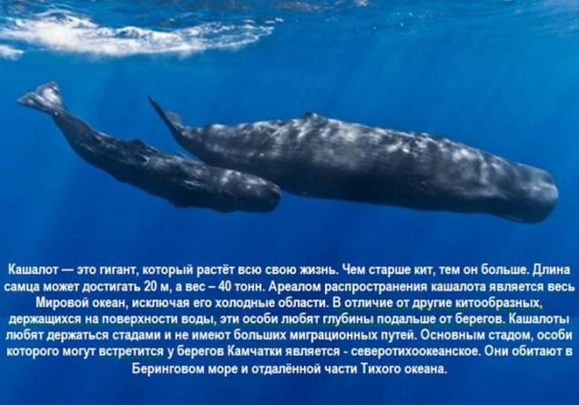 Топ-10 самых огромных китов на земле 2023 года | длина, вес (+фото)