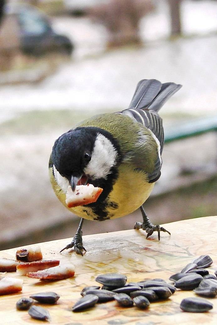 Чем кормить синичек осенью и зимой в кормушке: советы орнитолога