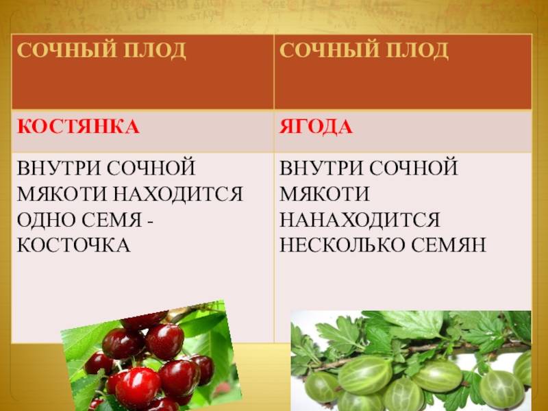 Разница между ягодой и костянкой