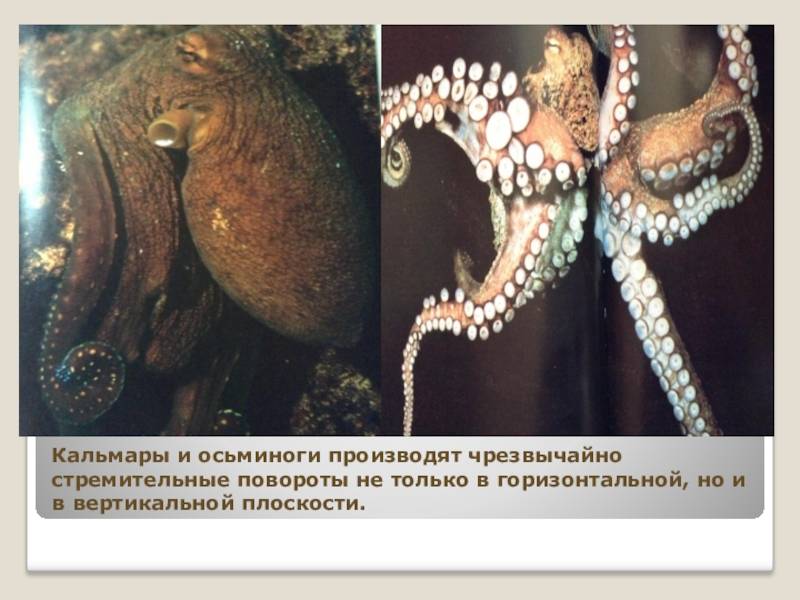 Кальмар против каракатицы. различия и сходства.
