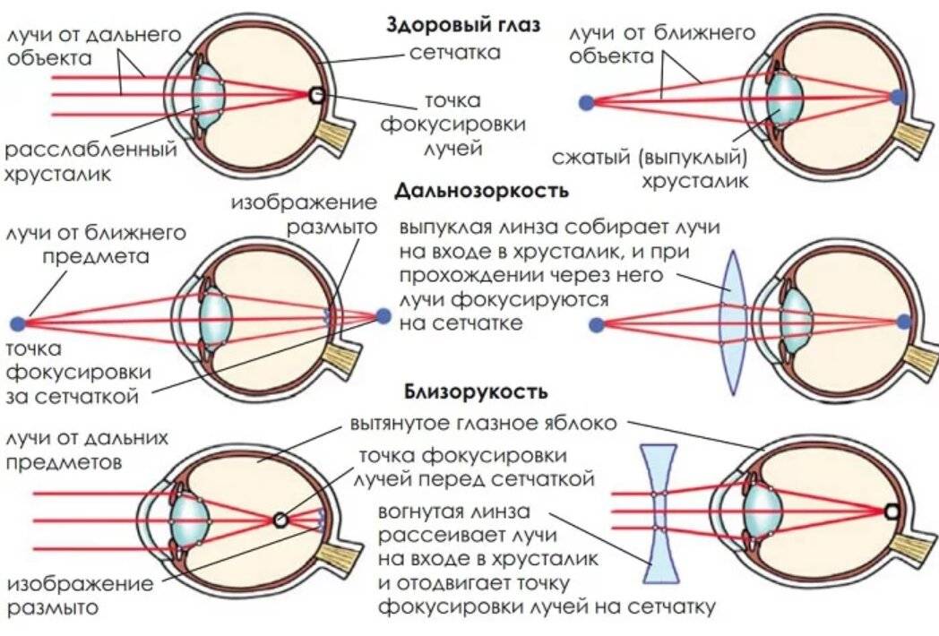 Глаз и зрение человека