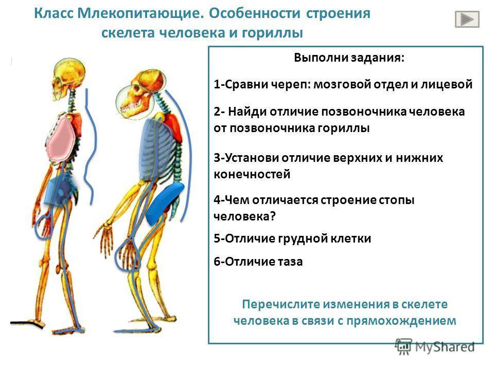 Структурные и функциональные отличия скелетов человека и млекопитающих животных, почему они так важны для организма - toptutuznai.ru