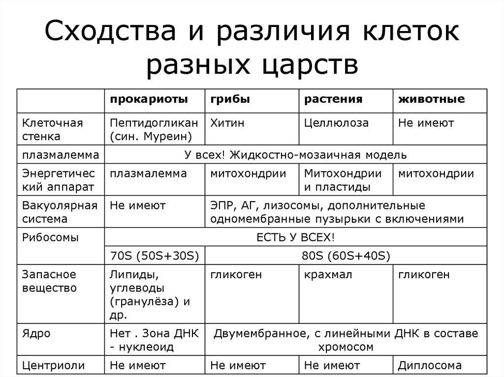 Сравнение клеток разных царств | клетка как биологическая система | теория | решутест. продвинутый тренажёр тестов