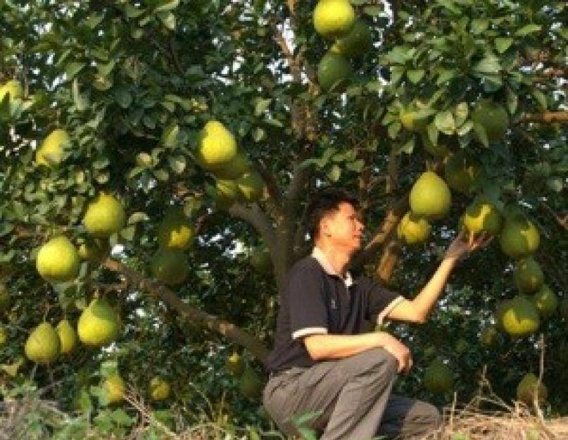 Помело — описание, польза и вред фрукта, состав, калорийность. как выбрать помело? выращивание в домашних условиях