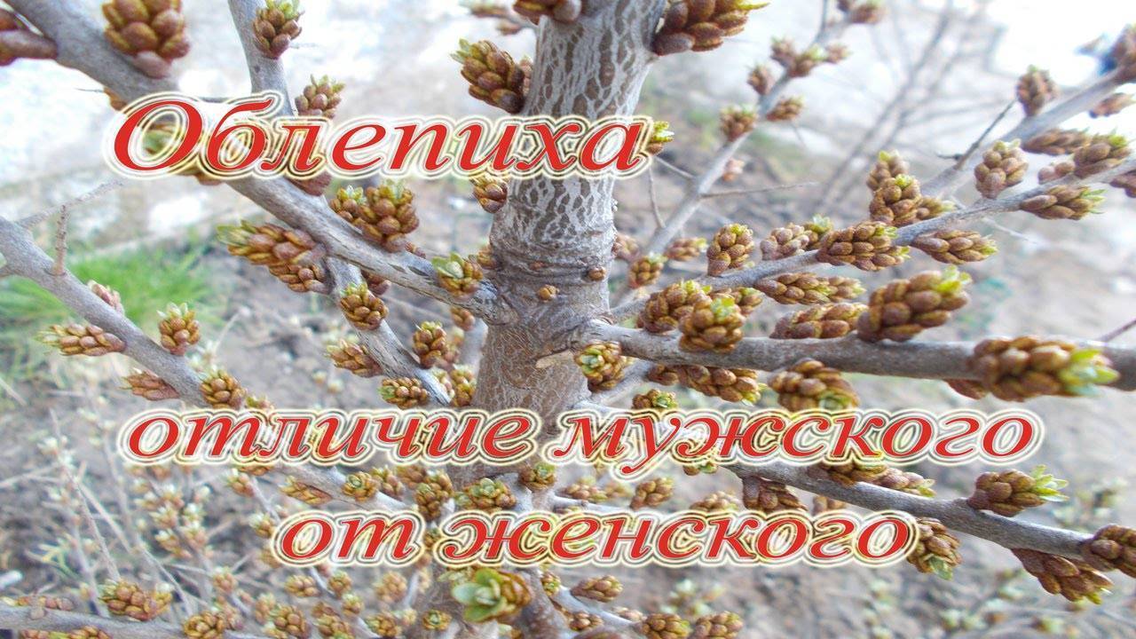 Как отличить мужскую облепиху от женской