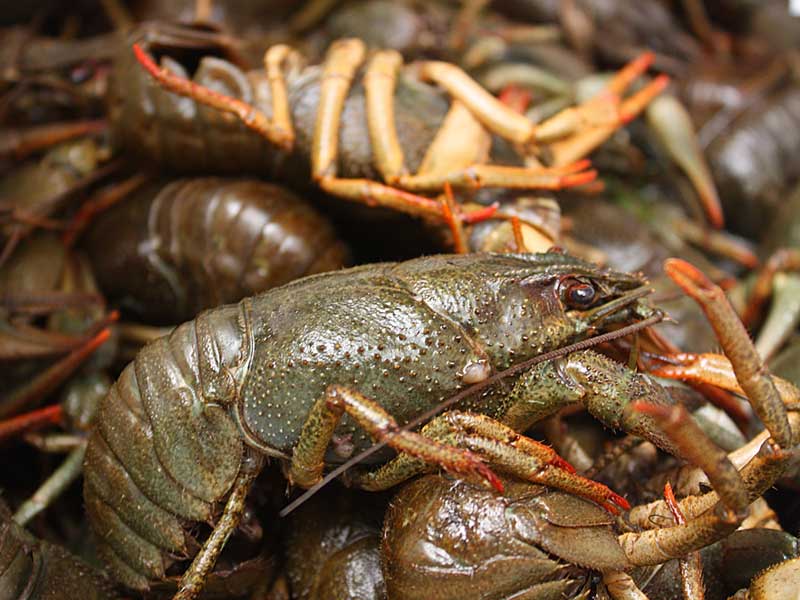 Что едят раки?