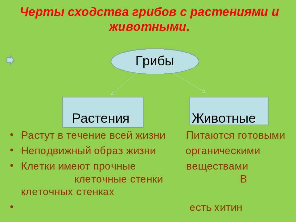 Разница между грибами и животными. чем грибы отличаются от животных и растений