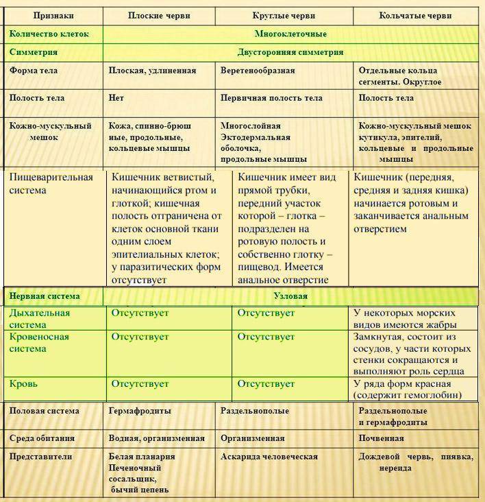 Чем отличается строение моллюсков от строения кольчатых червей
