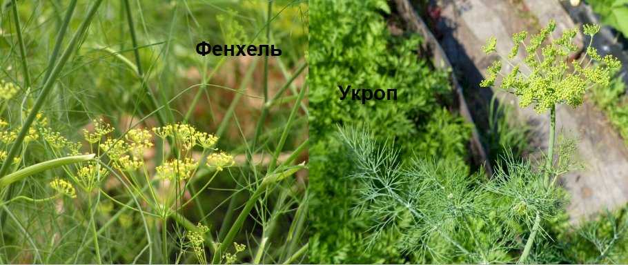 От внешнего вида до применения: фенхель и укроп — в чем разница?