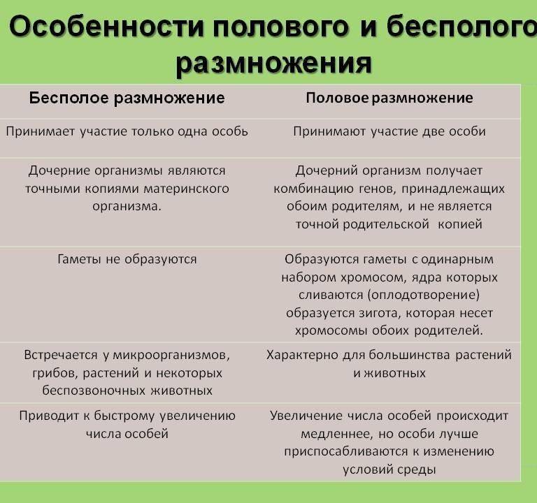 Каково ⭐ биологическое размножение организмов: виды, процессы, особенности размножения