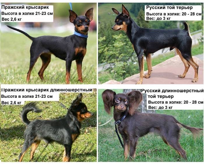 Разница между русским той-терьером и английским терьером