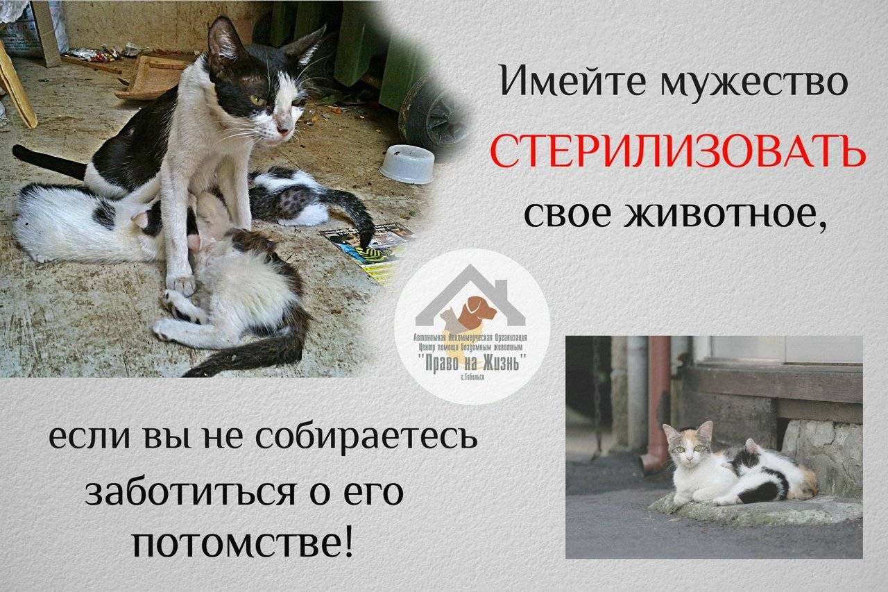 Плюсы и минусы стерилизации собаки: какие возможны последствия, с какой целью проводится операция