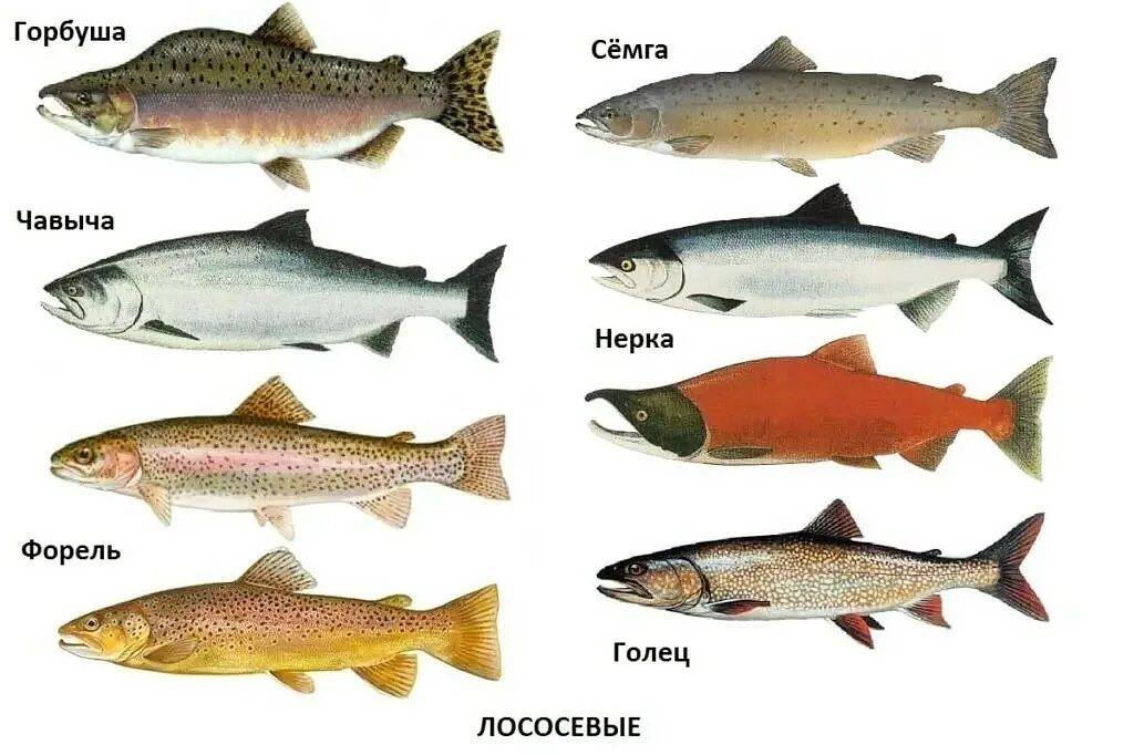 Чем отличается горбуша от лосося. разница между горбушей и лососем. разделка речной и морской рыбы