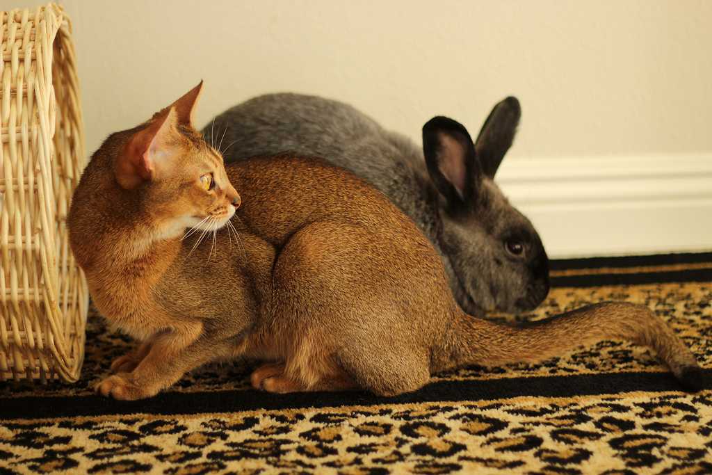 Кроличье мясо: польза, вред и рецепты приготовления