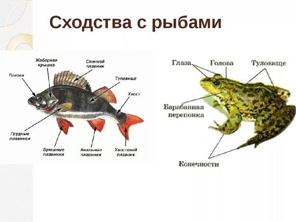Чем различается развитие рыб и земноводных. вопрос: чем различается развитие рыб и земноводных? экология земноводных
