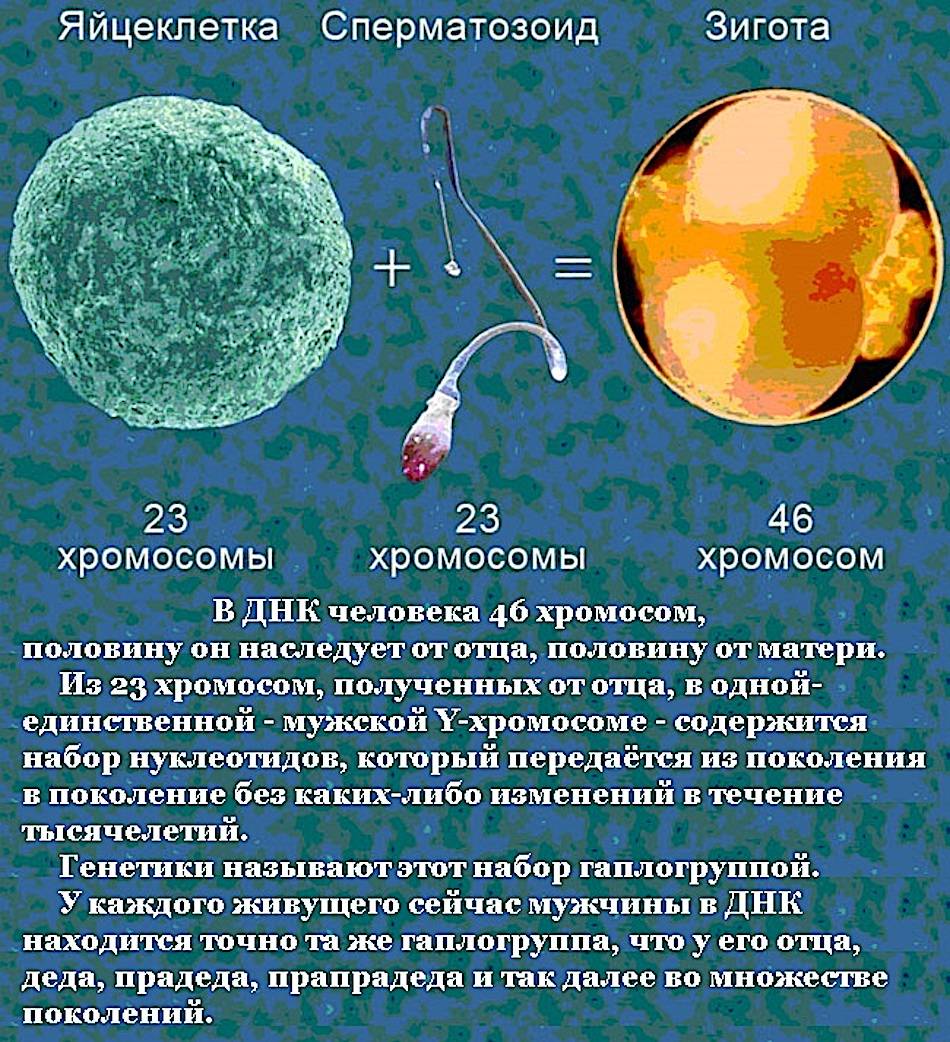 Разница между зиготой и гаметой. что такое гамета и зигота: особенности строения