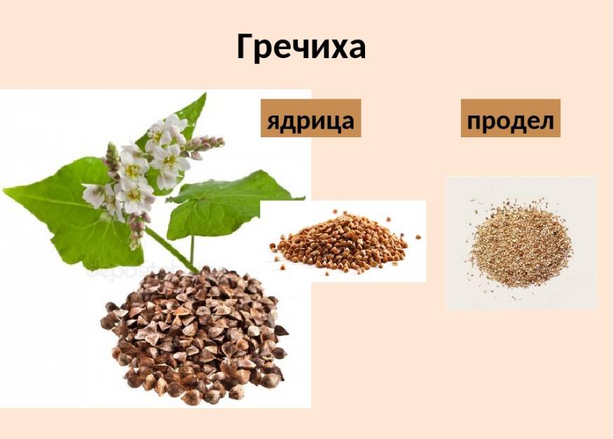 Всё про гречку в бодибилдинге