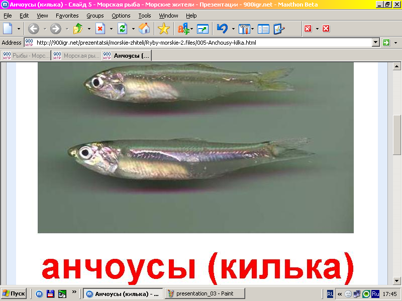 Чем отличается килька от тюльки и хамсы? в чем разница между тюлькой и килькой.