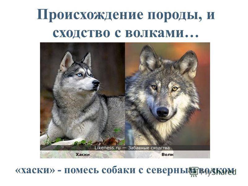 Как отличить волка от собаки внешне: сравнение размеров