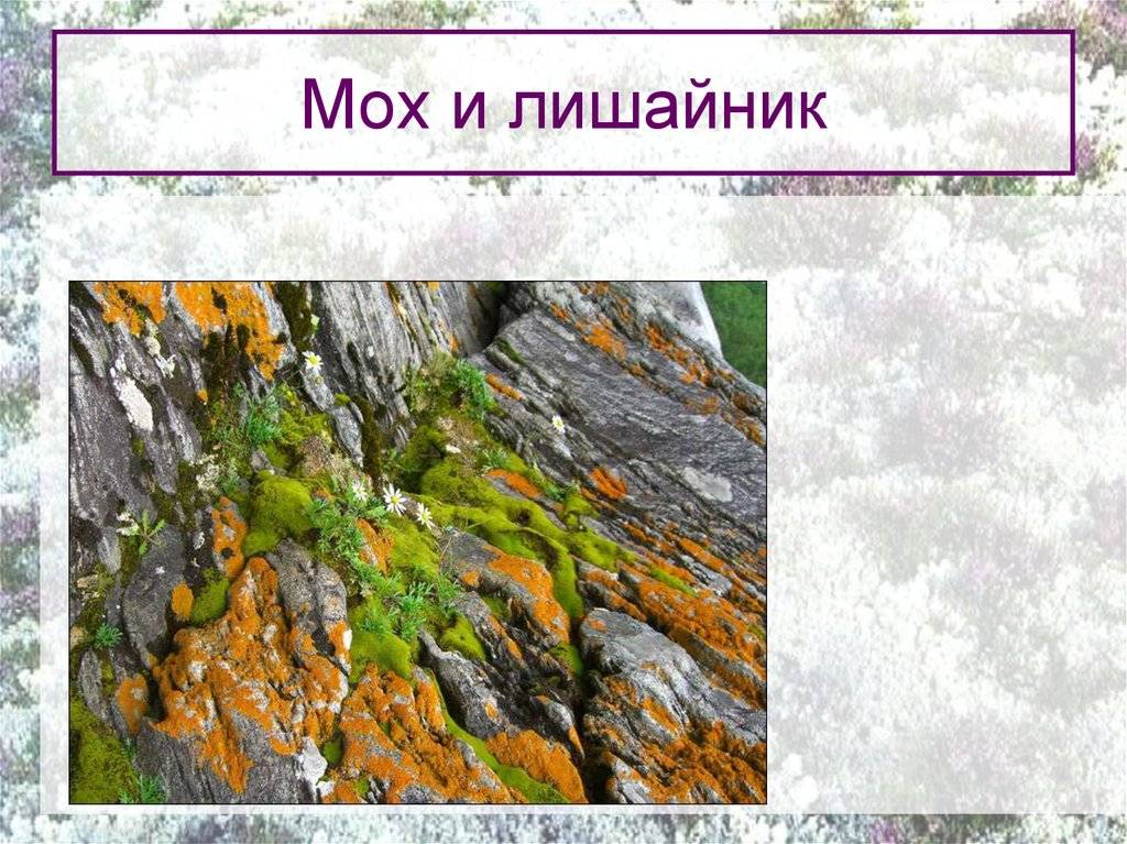 Урок 6: грибы и лишайники - 100urokov.ru