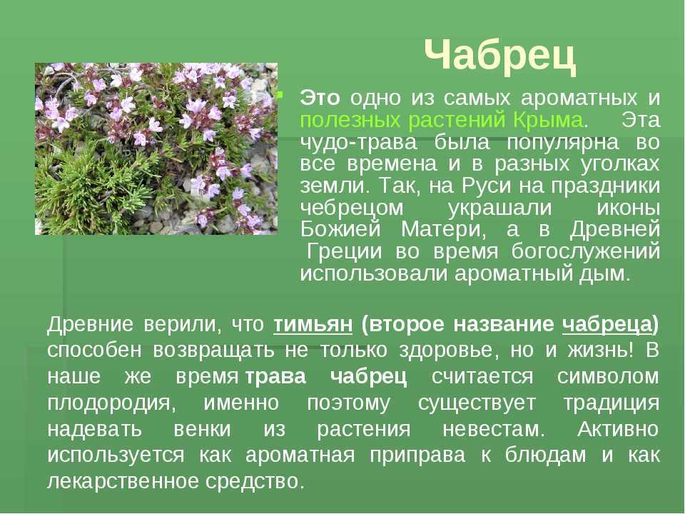 Тимьян и чабрец одно и тоже?